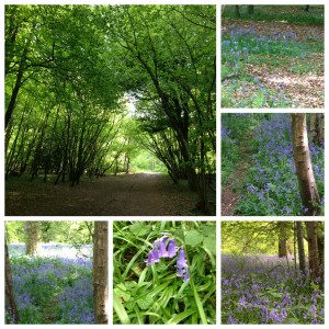 Banstead Woods 1