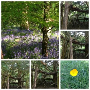 Banstead Woods 2