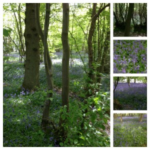 Bluebells