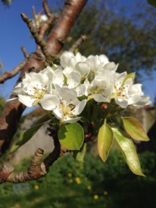 pear blossom