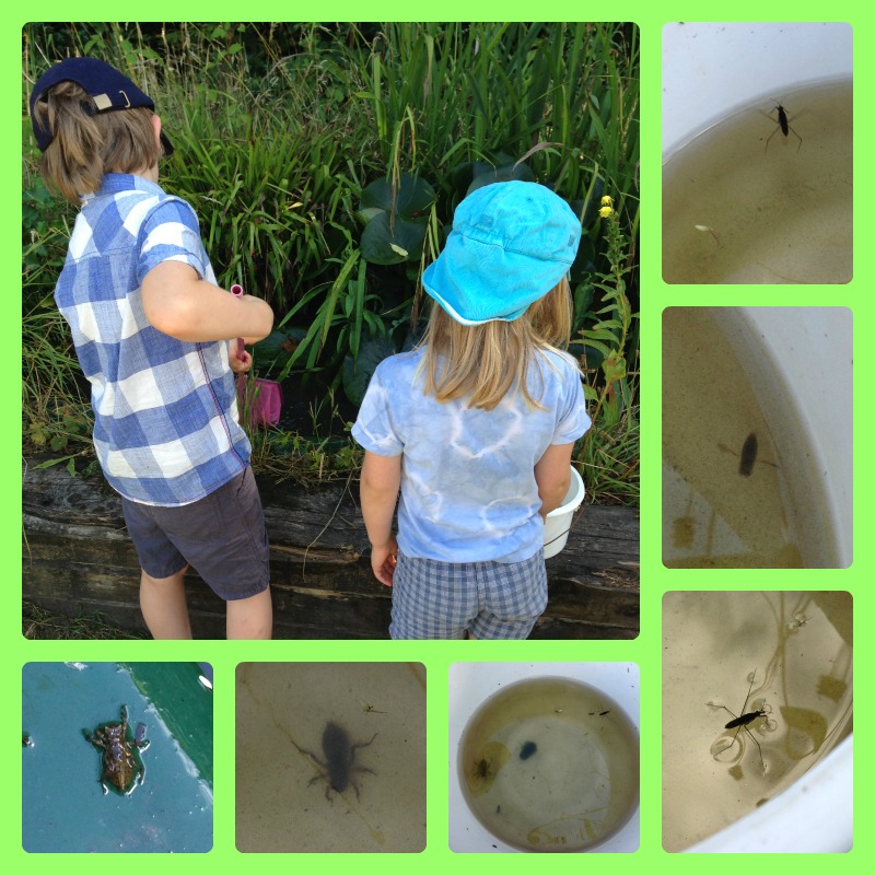 Pond dipping 1