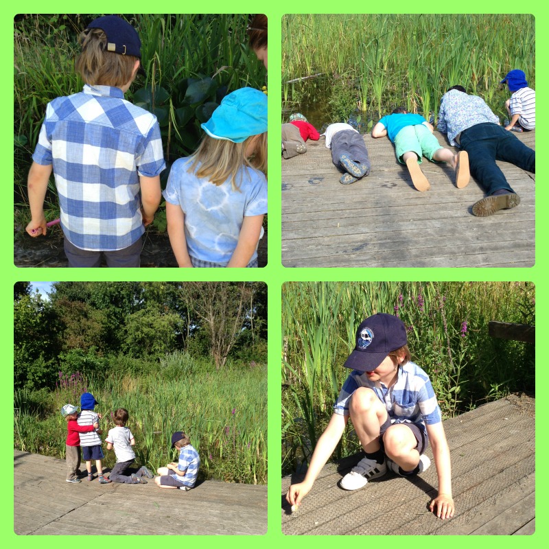 Pond dipping 2