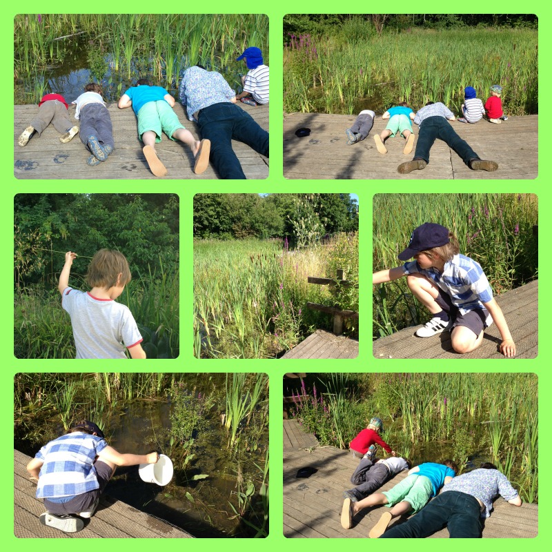Pond dipping 3